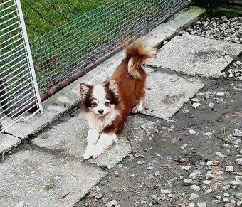 Čivava  ‐  dospelý  psík - 6