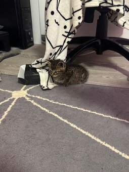 Darujem kocúrika - 6