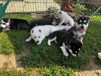 Husky - 6