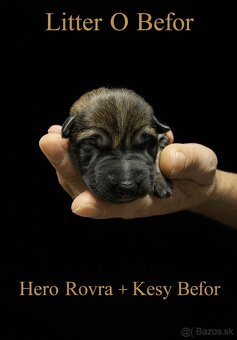 Nemecky ovčiak S PP - 6