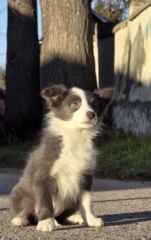 Border kólia,border collie,borderka bez PP - 6