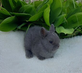 Mini zakrslé zajačiky s LO uškami. - 6