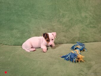 Jack russell terier. - 6