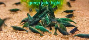 Krevetky Neocaridina a Caridina - 6
