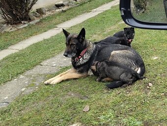 Šteniatka Nemeckého ovčiaka - 6