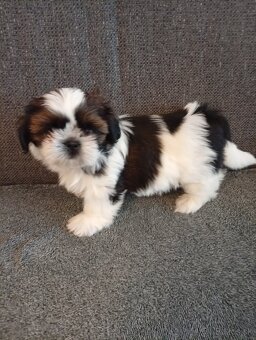 SHIH-TZU - 6