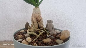 Euphorbia stellata sukulent - 6
