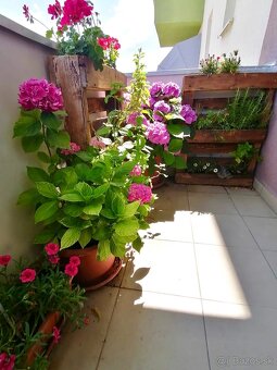 Na prenájom 2 izbový byt, 60 m2, Hrubá Borša, Pri Akadémii - 6