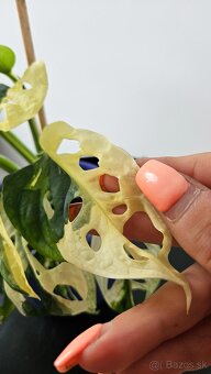 Monstera adansonii veriegata - izbova rastlina - 6