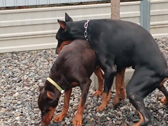 Doberman - 6