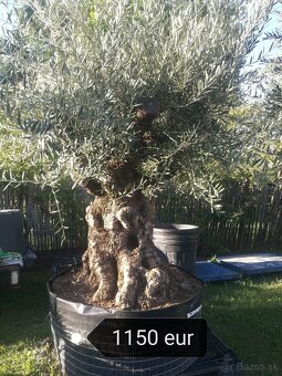 Olivovník bonsai - 6