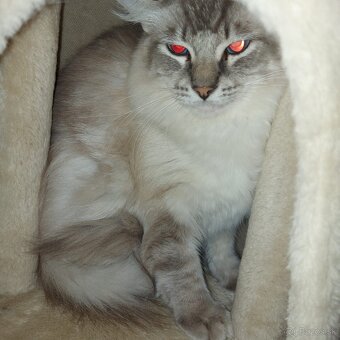 Ponukam kocura ragdoll na krytie - 6