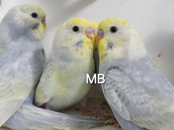 Dúhové andulky - 6