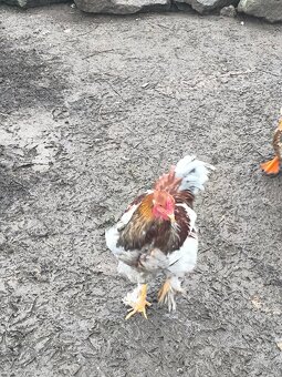 Predám brahman kohúty - 6