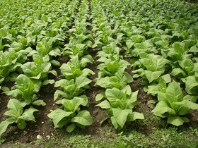 Tabakové semená, priesady , planty, - 6