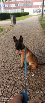 Belgický ovčiak malinois - 6