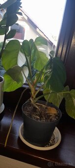 Panašovaná monstera  deliciosa albo 7 listov - 6