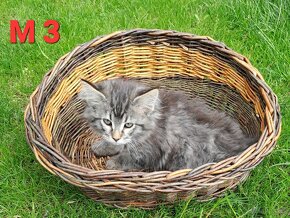 Maine coon - 6