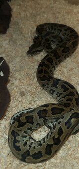 Pyton tmavý—(Python bivittatus) - 6
