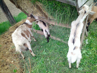 Predám kozu, capka, kozliatka, kozičku, kozľa - 6