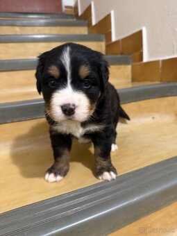 Bernsky salašnicky pes šteniatka - 6