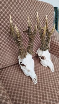 Ponúkame na predaj odliatky zlatých srncou Parožie zhody tr - 6