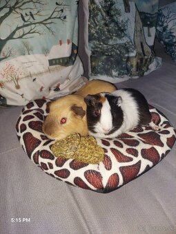 Predá 2 morské prasiatka plus klietka, seno, pliny ,krmivo - 6