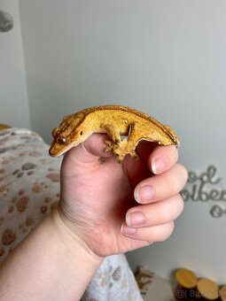 Pagekon riasnaty, gekon HĽADÁ NOVÝ DOMOV - 6