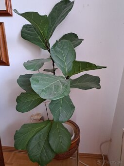 Ficus Benjamina a iné - 6