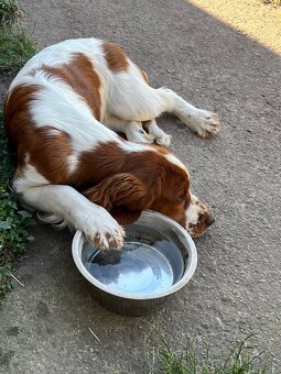 Welsh springer spaniel šteniatko - 6