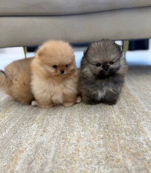 Pomeranian mini - 6