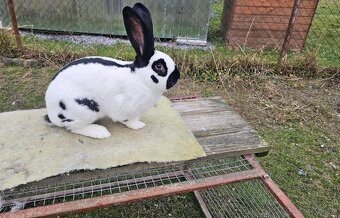 Nemecky obrovity strakac cierny - 6