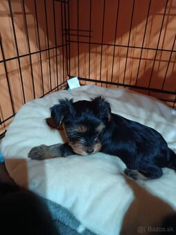 Yorkshirsky teriér - 6