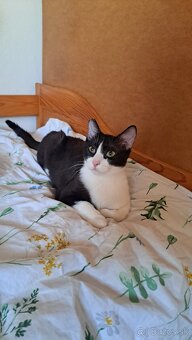 Darujem kastrovanú mačičku - 6