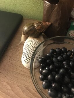africké slimáky s teráriom - 6