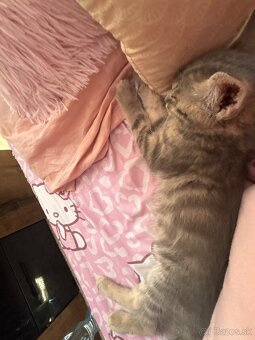 🐾domáca mačka🐾menom Oliver🐈 - 6