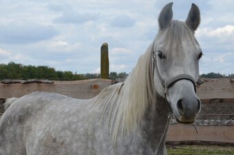 Arabský plnokrvník - 6