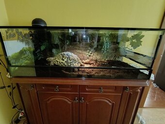 Korytnačka suchozemská - 6