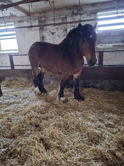 Predam tazne zrebce - 6