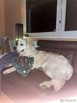 Zlatý retriever s pp. hľadá nový domov - 6