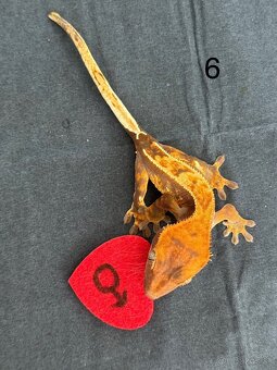 Pagekon riasnaty - samce - 6