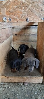 Predám jazvečíkov - 6