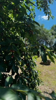 Rodinný dom s veľkou záhradou - Perín-Chym - Gomboš - 6