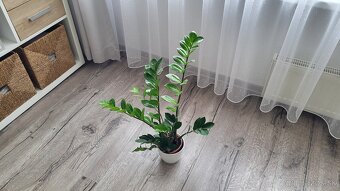Zamiokulkas (Zamioculcas zamiifolia) - 6