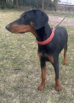 Darujem Doberman s FCI PP - 6
