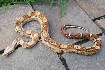 Boa imperator - Jungle Ghost het VPI, VPI Jungle - 6