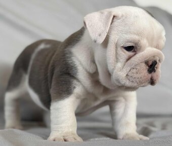 Anglicky Bulldog-steniatka - 6