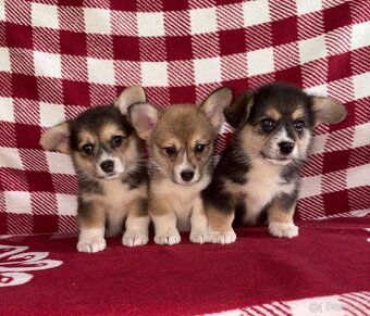 Welsh Corgi Pembroke - 6