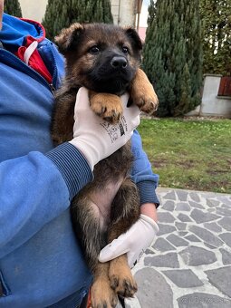 Nemecký ovčiak - 6