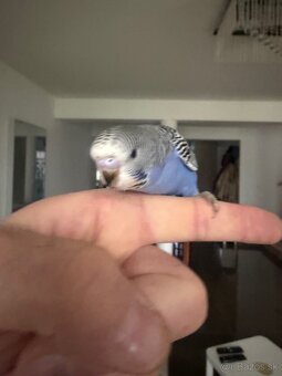 Andulky Maznačikovia krotke - 6